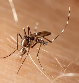 Come prevenire la trasmissione sessuale dello Zika virus