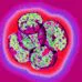 Cellule staminali embrionali: nel liquido amniotico?